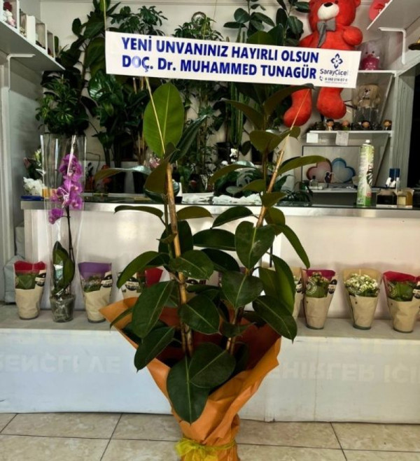 Çift Dallı Kauçuk